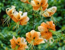 Лілія мартагон Леді Еліс (Lady Alice) в горщикукупити