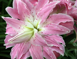 Лілія махрова Лотос Елеганс (Lotus Elegance) в горщикукупити