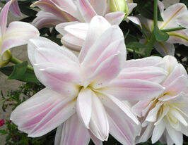 Лілія махрова Лотус Бріз (Lotus Breeze) в горщикукупити