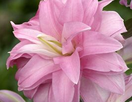 Лілія махрова Лотус Спрінг (Lotus Spring) в горщикукупити