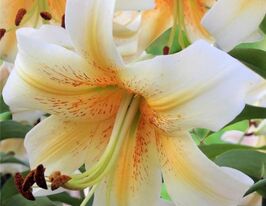 Лілія ОТ-гібрид Містер Кас (Mister Cas) в горщикукупити