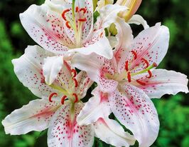 Лілія орієнтальна Мускадет (Muscadet) в горщикукупити