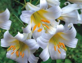 Лілія трубчаста Регале Альбум (Regale Album) в горщикукупити