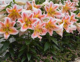 Лілія орієнтальна Салмон Паті (Salmon Party) в горщикукупити