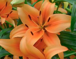 Лілія АОА Сансет Булевард (Sunset Boulevard)  горщикукупити