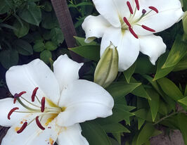 Лілія орієнтальна Сантандер (Santander) в горщикукупити