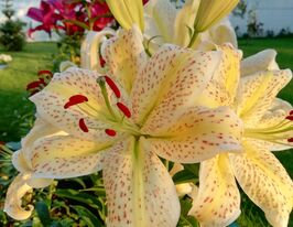 Лілія орієнтальна Тайгермун (Tigermoon) в горщикукупити