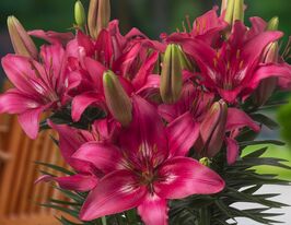 Лілія азіатська Тренді Дакота (Trendy Dakota) в горщикукупити