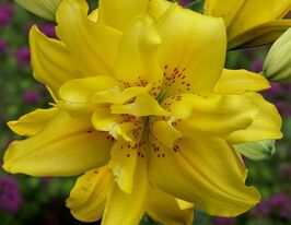 Лілія махрова Фата Моргана (Fata Morgana) в горщикукупити