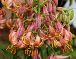 Лілія Мартагон Фейрі Монінг (Fairy Morning) в горщикукупити