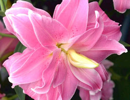 Лілія махрова Чудо Лотос (Lotus Wonder) в горщикукупити