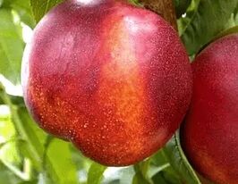 Нектарин Рубиновый-4 купить