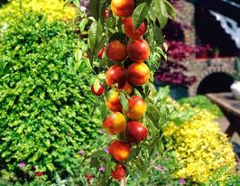 Нектарин колоновидний Містер Персікупити