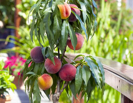 Нектарин колоновидний Принц Вільямкупити