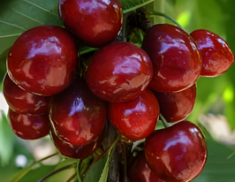 Черешня Блек Старкупити