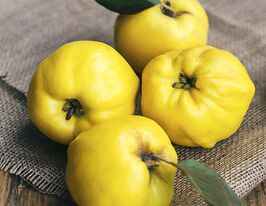 Айва яблукоподібна Соковитакупити