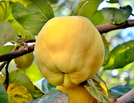 Айва яблукоподібна Академічнакупити