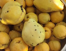 Айва грушоподібна Чемпіонкупити