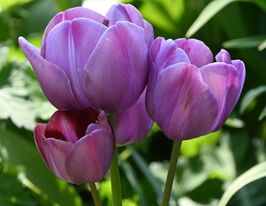 Тюльпан багатоквітковий Блю Хевен (Blue Heaven)купити