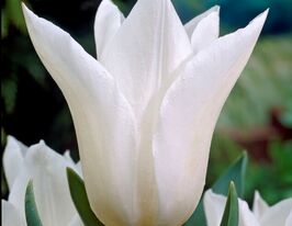 Тюльпан лілієквітковий Вайт Тріумфатор (White Triumphator)купити