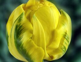 Тюльпан махровий Голден Джевел (Golden Jewel)купити