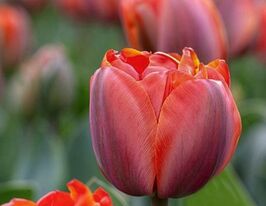 Тюльпан махровий Квінсдей (Queensday)купити