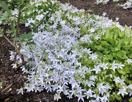 Дзвіночок Пожарського Е.Х. Фрост (Campanula poscharskyana E.H. Frost)купити