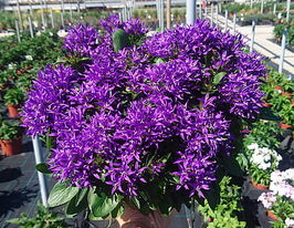 Колокольчик карпатский Блу Краун (Blue Crown) купить