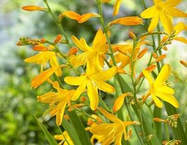 Крокосмия George Davison в горшке купить