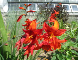 Крокосмия Вавилон (Babylon) в горшке купить