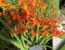 Крокосмія Емілі Мак Кензі (Emily Mckenzie) в горщикукупити