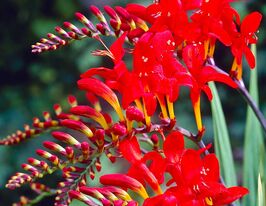 Крокосмия Люцифер (Lucifer) в горшке купить