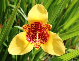 Тигридия Ауреа (Aurea) в горшке купить