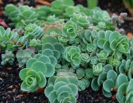 Очиток Еверса (Sedum Еwersii)купити