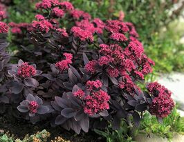 Очиток (седум) Санспаркл Плам Дезелд (Sedum Sunsparkler Plum Dazzled)купити