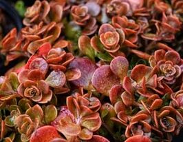 Очиток (седум) Санспарклер Корал Ріф (Sedum Sunsparkler Coral Reef)купити