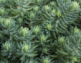 Очиток (седум) Крістатум (Sedum Cristatum)купити