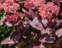 Очиток (седум) Віра Джеймсон (Sedum Vera Jameson)купити