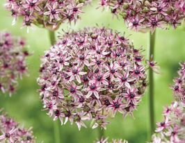 Цибуля декоративна Старлайт (Starlight)купити