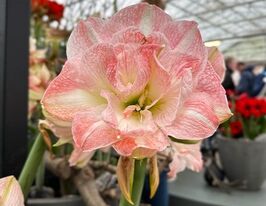Амариліс Блоссом Німф (Blossom Nymph)купити