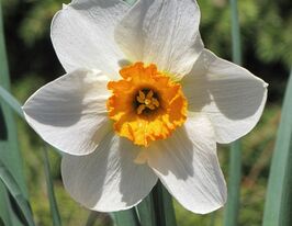 Нарцисс крупнокорончатый Флауэр Рекорд (Flower Record) купить