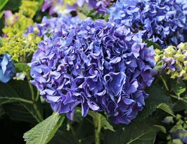 Гортензія крупнолиста Марін Блу (Marine Blue)купити