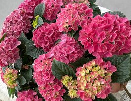 Гортензія крупнолиста Таблетенсія Пінк (Tabletensia Pink)купити