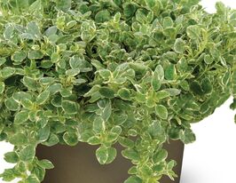Душица (Орегано) Вариегата (Origanum vulgare Variegata) купить