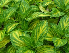 Мята Джинжер (Mentha Ginger) купить