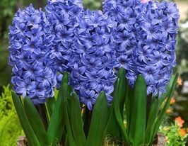 Гиацинт Дельфт Блю (Delft Blue) купить