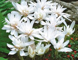 Пізньоцвіт Альбопленум  (Alboplenum)купити