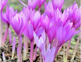 Пізньоцвіт Лілак Беддер (Lilac Bedder)купити
