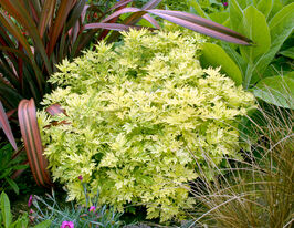 Полинь жовта Варієгата (Variegata)купити