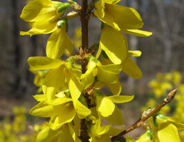 Форзиция корейская Кумсон (Forsythia koreana Kumson) купить